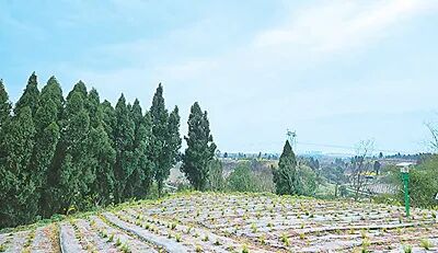 道地药材巡礼专栏③丨天冬种出甜日子