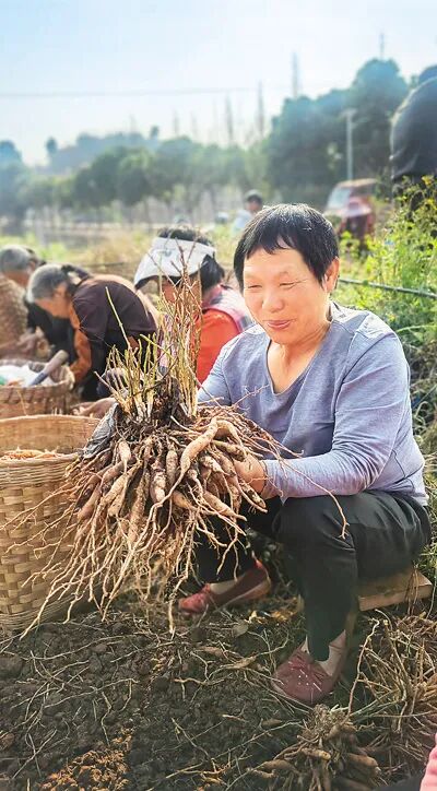 "天冬是百合科植物天门冬的块根,也是天门冬最有价值的部分.