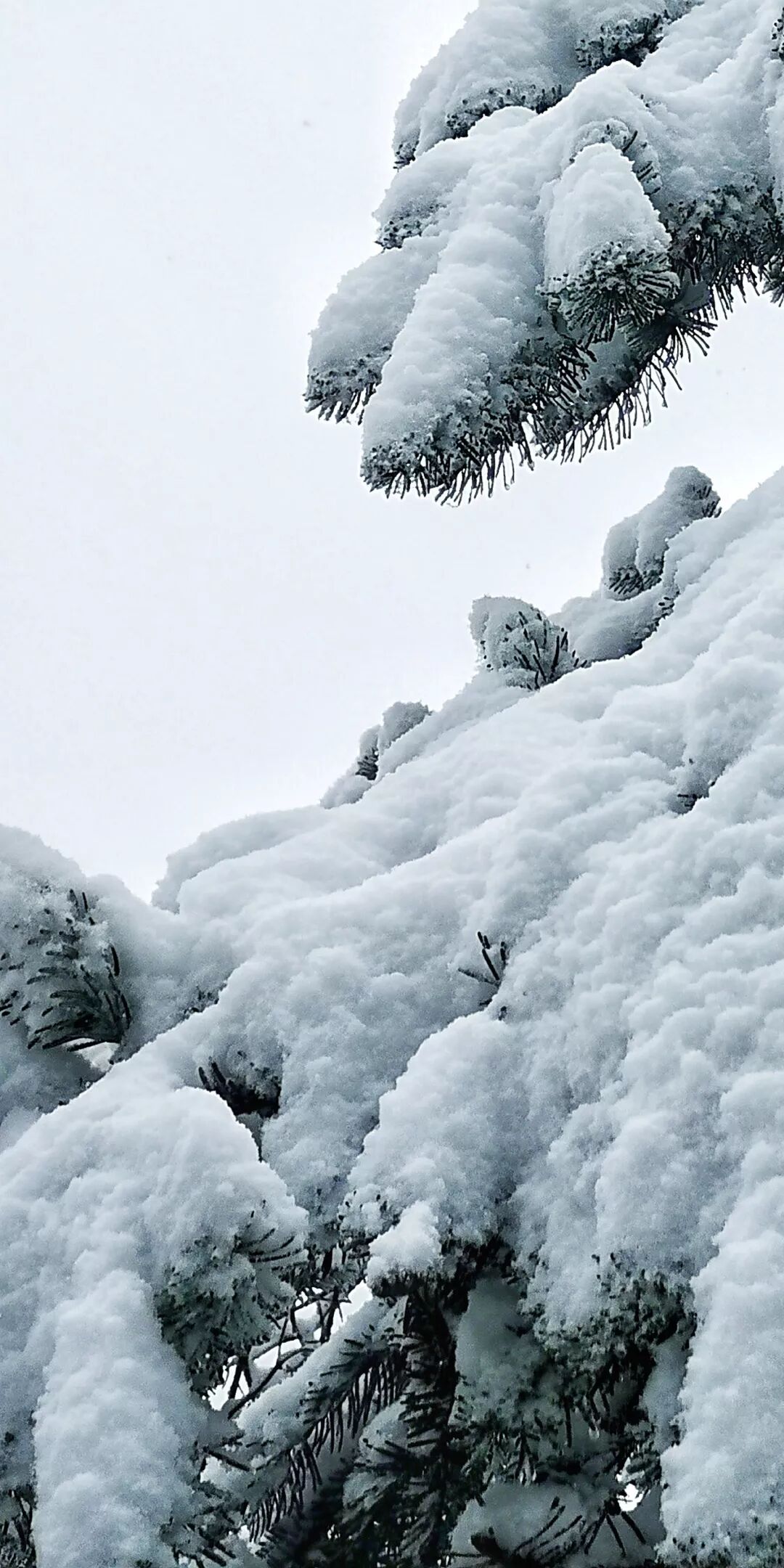 纪检人镜头峨眉山雪景美图大赏