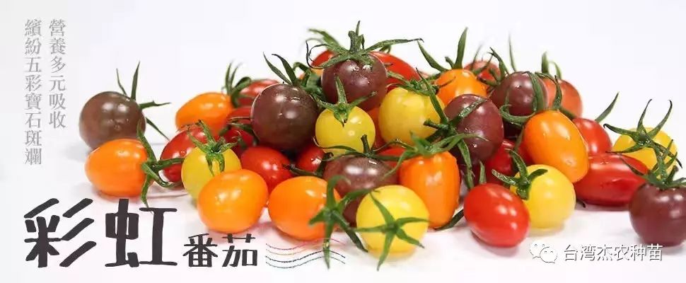 【台湾杰农】冰糖玉，黑珍珠及珍珠白小番茄栽