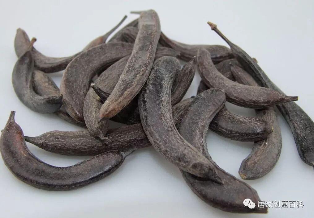 农村这种树木，是名贵中药材，市场奇缺，一棵树能赚千元