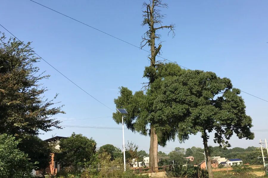 和许多壶天人那样，我也想正式成为小白脸(图4)