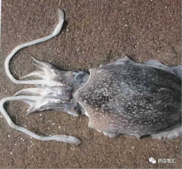 别名乌鲗骨,乌贼鱼骨,乌贼骨,墨鱼骨,墨鱼盖产地无针乌贼主产于浙江