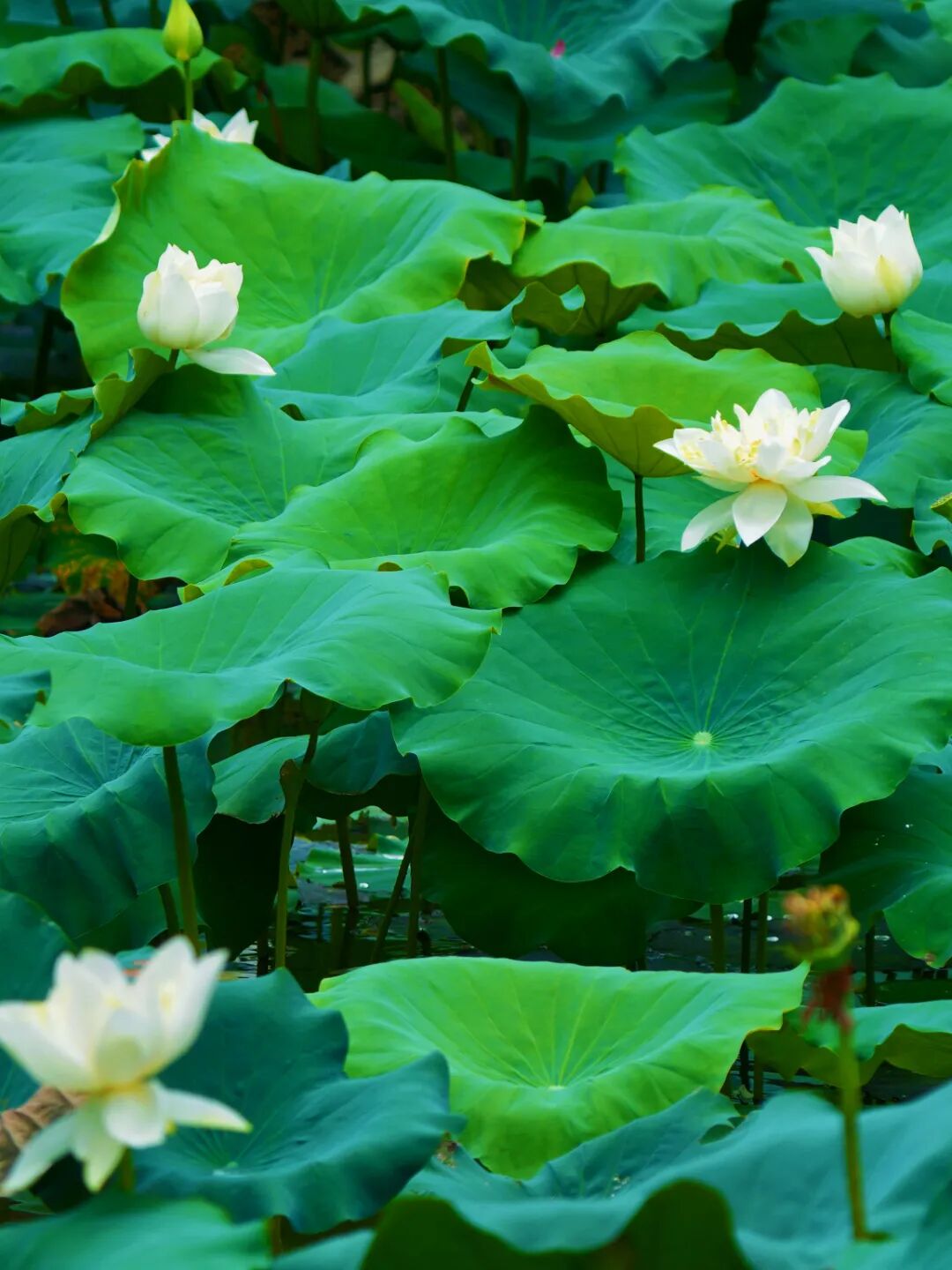 惊艳到了陈村的荷花仙境也太美了吧