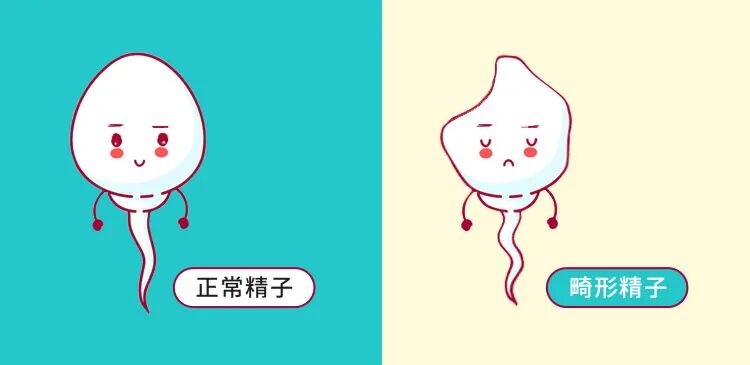 会不会生畸形儿?-精子畸形- 上海红睦房中城医院