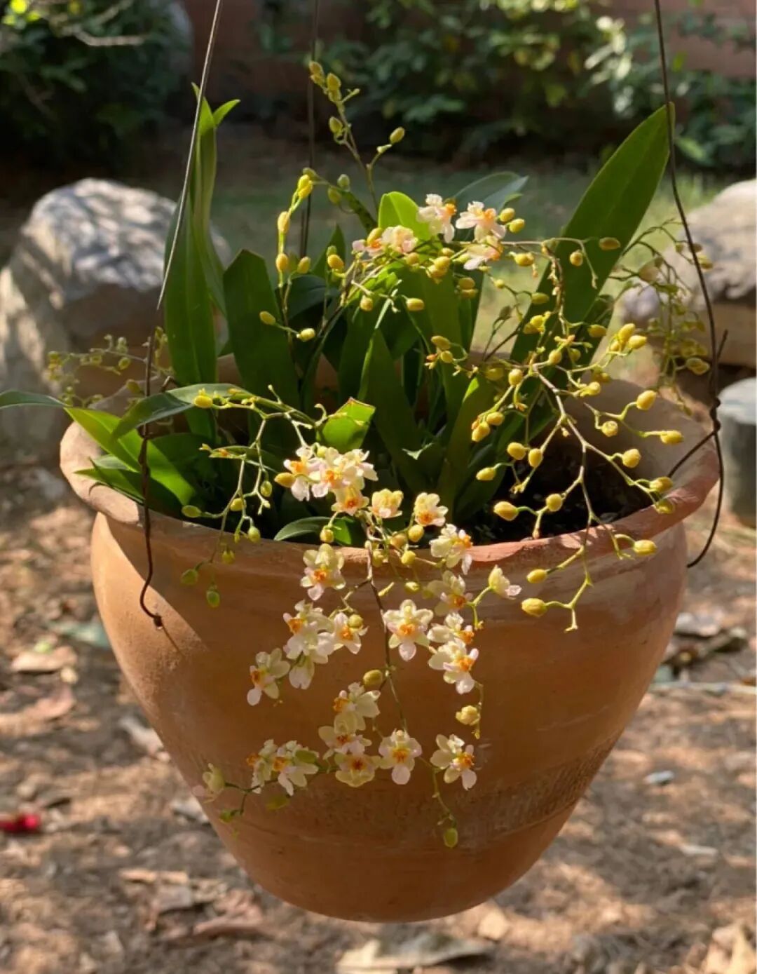 今年最时髦的花 摆在客厅有面子 谁见了都夸 全网搜