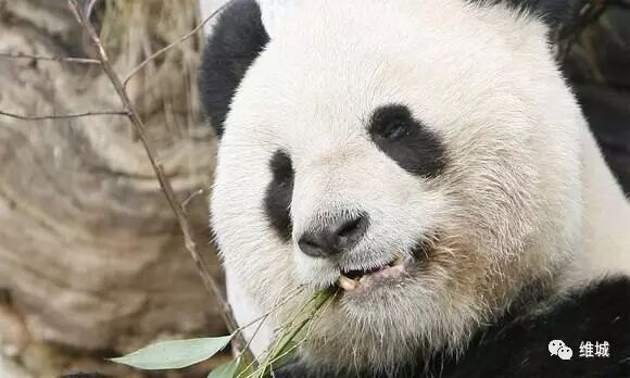 【国宝】奥地利将对熊猫龙辉进行尸检