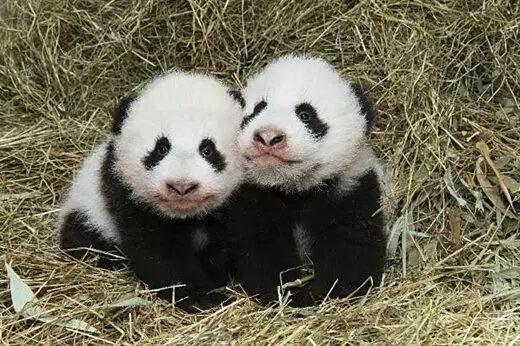 【国宝】奥地利将对熊猫龙辉进行尸检