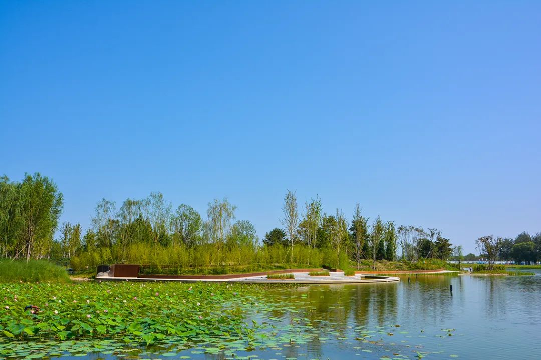 新開！北京最大綠色生態公園，山水田園 江南風光 景中有景！免費！ 旅遊 第40張