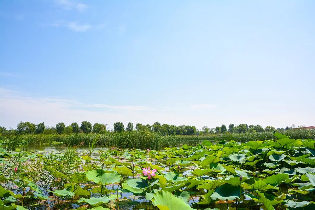 新開！北京最大綠色生態公園，山水田園 江南風光 景中有景！免費！ 旅遊 第59張