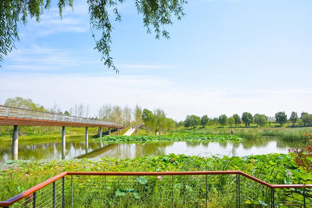 新開！北京最大綠色生態公園，山水田園 江南風光 景中有景！免費！ 旅遊 第13張