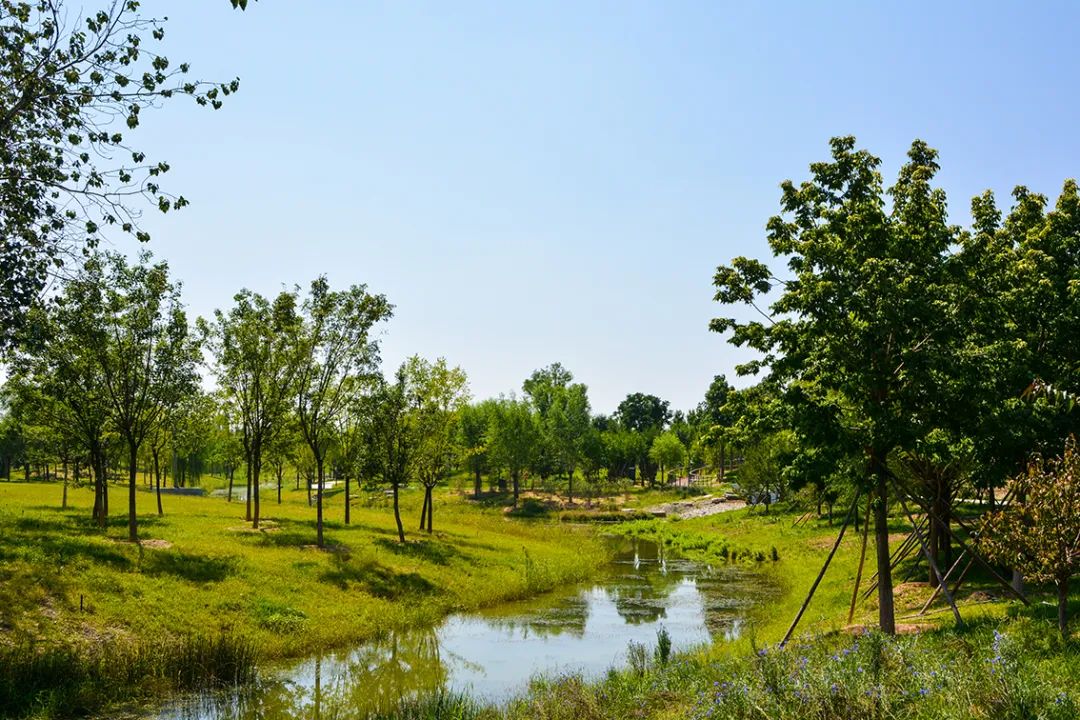 新開！北京最大綠色生態公園，山水田園 江南風光 景中有景！免費！ 旅遊 第64張