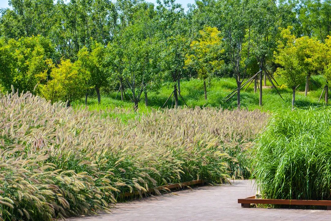 新開！北京最大綠色生態公園，山水田園 江南風光 景中有景！免費！ 旅遊 第14張