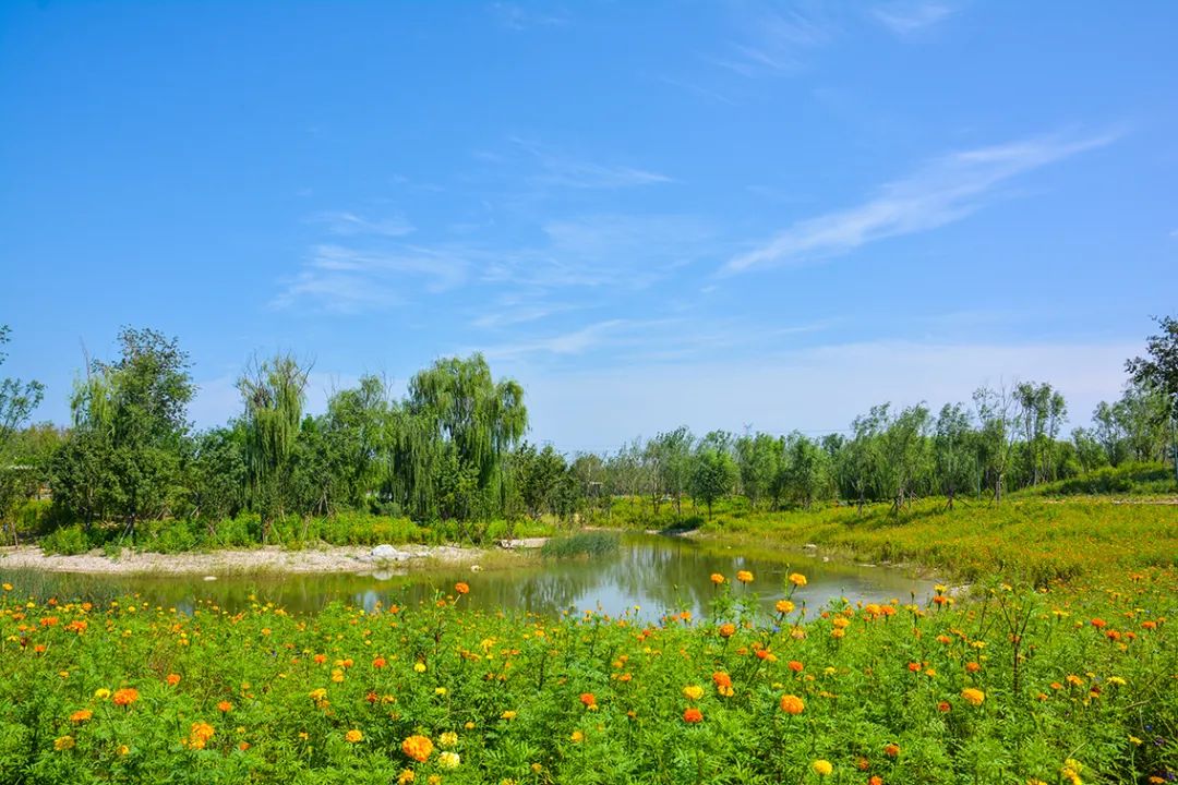 新開！北京最大綠色生態公園，山水田園 江南風光 景中有景！免費！ 旅遊 第63張