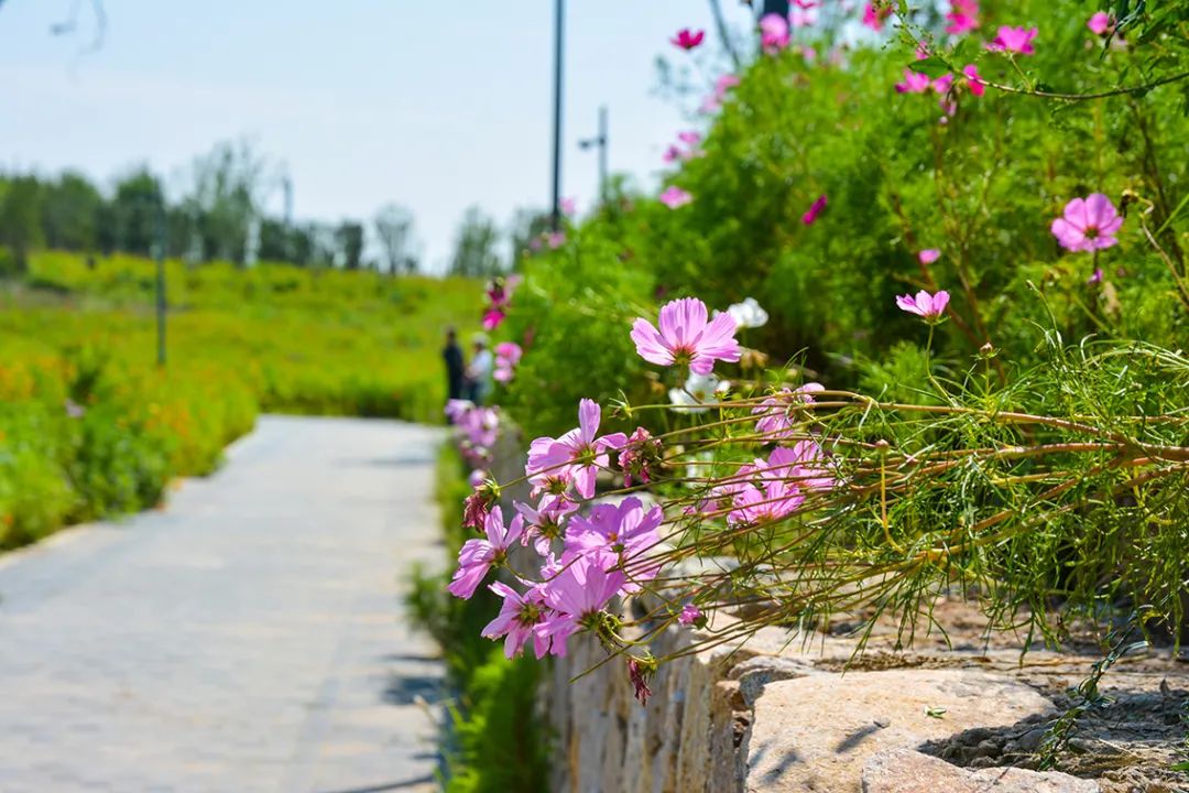 新開！北京最大綠色生態公園，山水田園 江南風光 景中有景！免費！ 旅遊 第89張