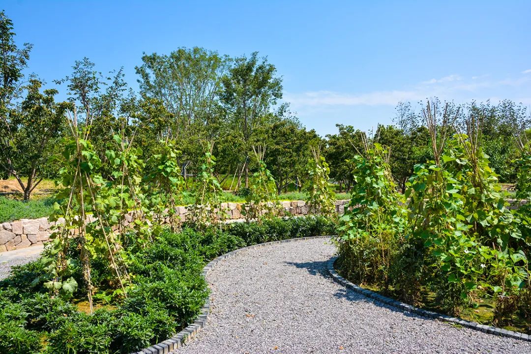 新開！北京最大綠色生態公園，山水田園 江南風光 景中有景！免費！ 旅遊 第83張