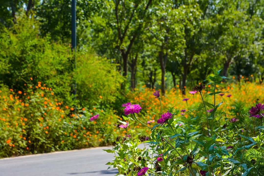 新開！北京最大綠色生態公園，山水田園 江南風光 景中有景！免費！ 旅遊 第87張