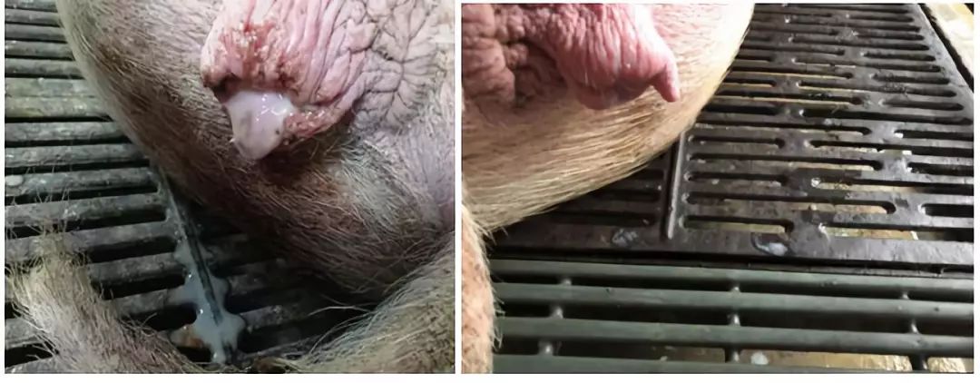 母猪输精后为什么流出奶状液体 母猪输精后为什么流出奶状液体呢
