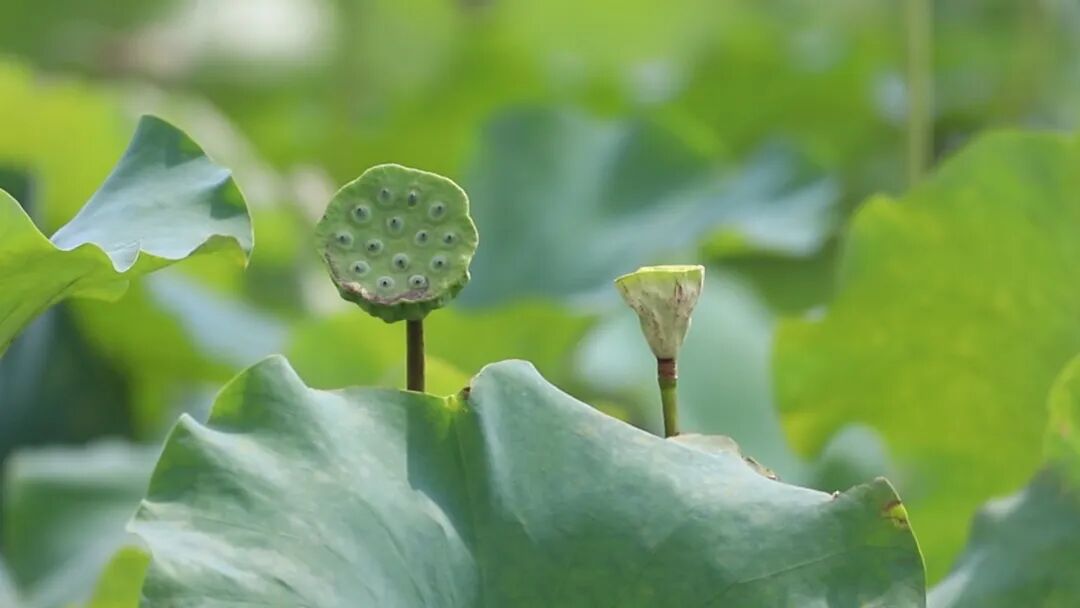 背景 壁纸 矢量 植物 种子 1080_608