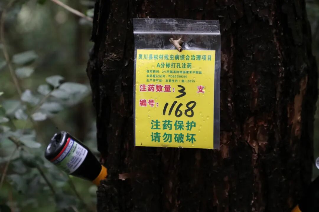 【新时代 新征程 新伟业】市领导到灵川开展松材线虫病疫情防控工作