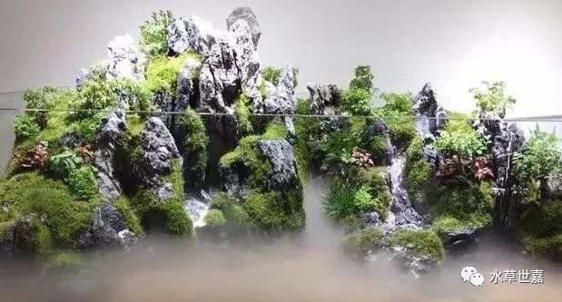 鱼缸造景清洗_虎头鲨鱼缸造景壁纸_造景鱼缸水泵