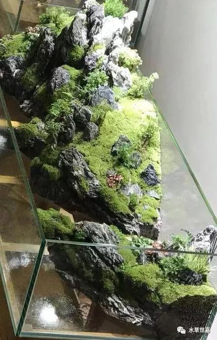 造景鱼缸水泵_鱼缸造景清洗_虎头鲨鱼缸造景壁纸