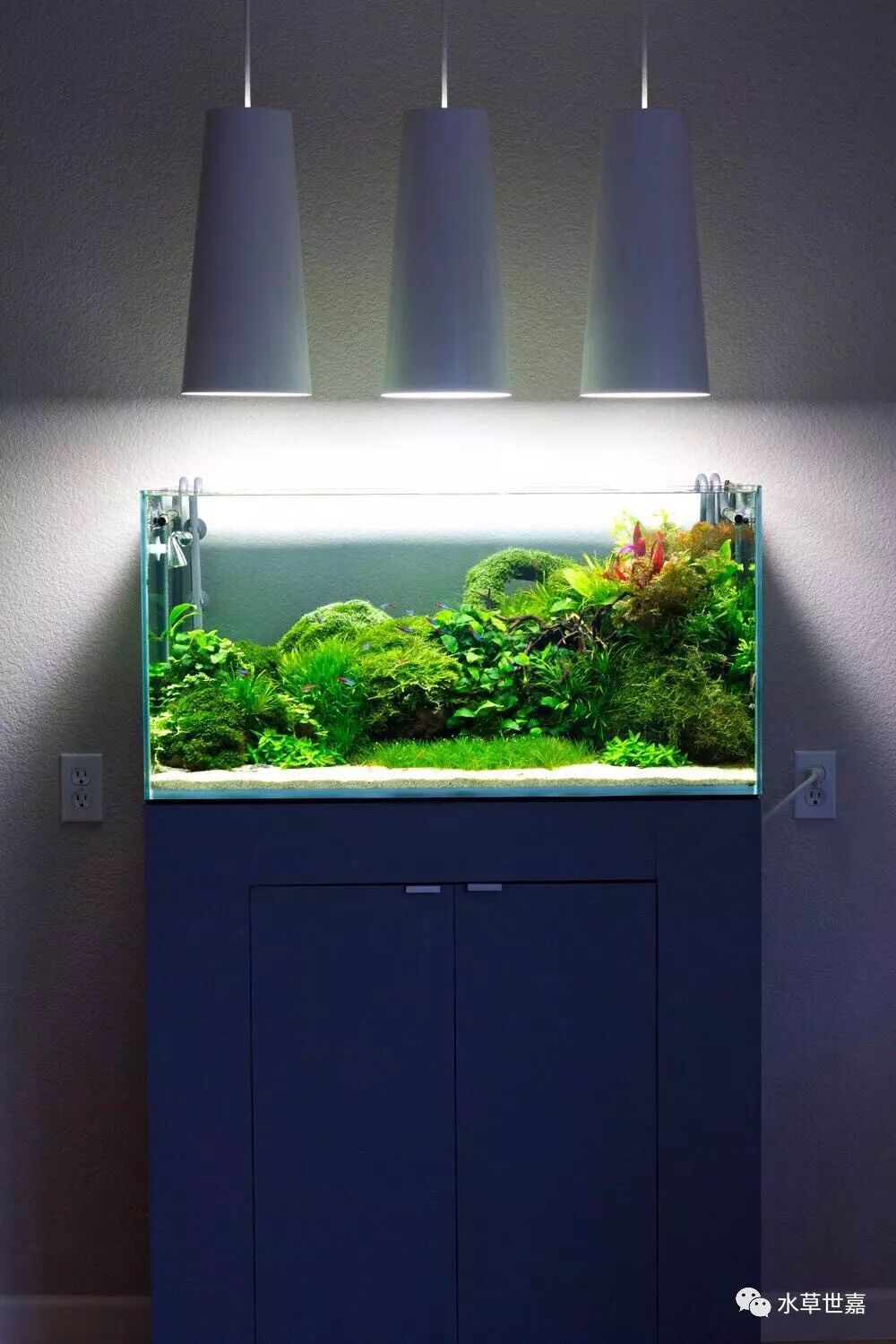 这个水草缸很春天 万绿丛中一点红 水草学堂 微信公众号文章阅读 Wemp