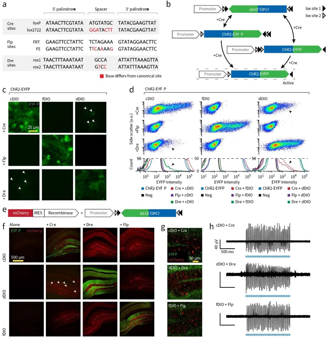 知识分享 一半海水 一半火焰 分子表达操控中高频出现的cre Flp Dre等重组酶系统如何工作 和元生物 微信公众号文章阅读 Wemp