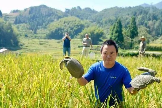 甲鱼致富经_致富经甲鱼_致富甲鱼养殖技术