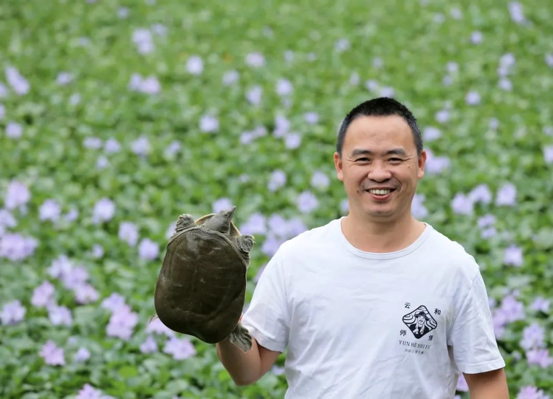 致富甲鱼养殖技术_致富经甲鱼_甲鱼致富经