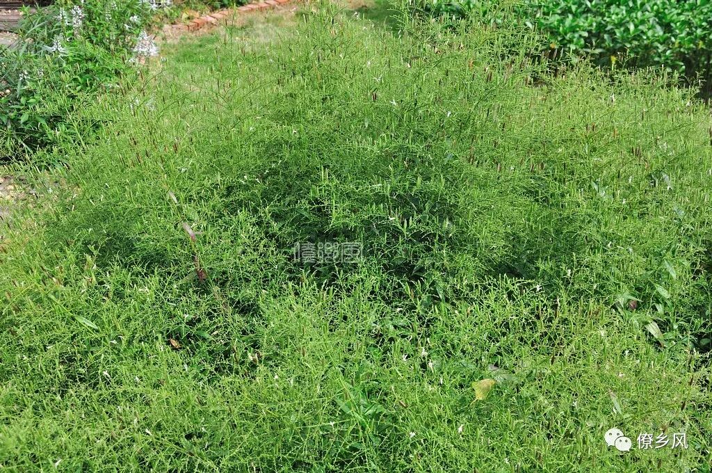 世间众多奇花异草 你认识几种 第五期 僚乡风 微信公众号文章阅读 Wemp