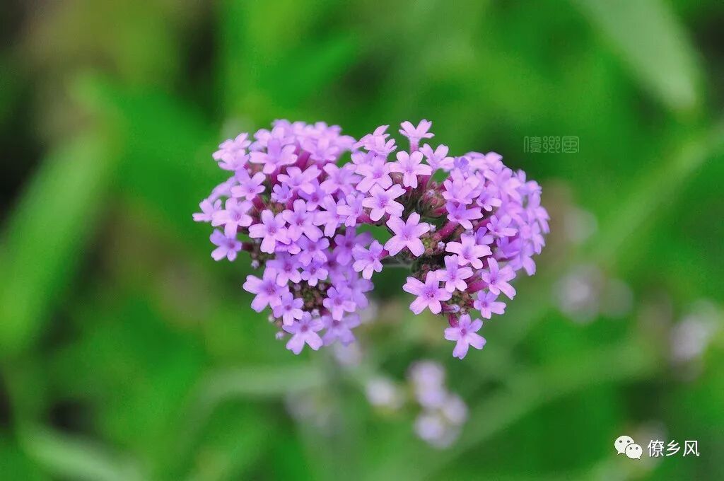 世间众多奇花异草 你认识几种 第五期 僚乡风 微信公众号文章阅读 Wemp