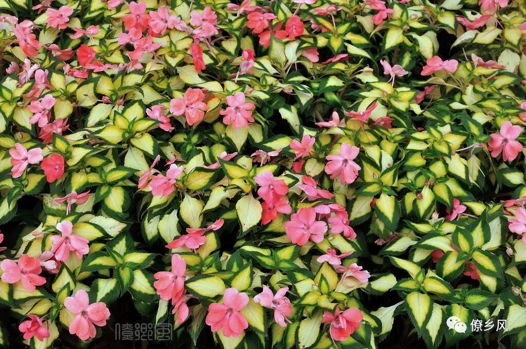 世间众多奇花异草 你认识几种 第六期 僚乡风 微信公众号文章阅读 Wemp