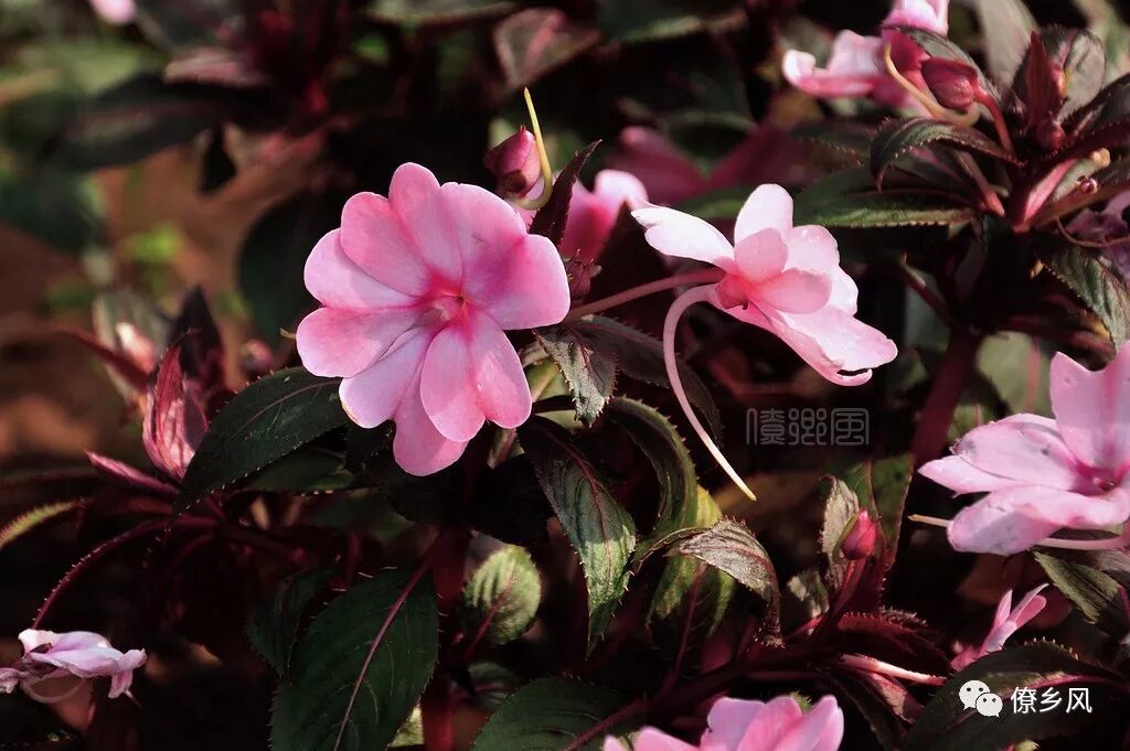 世间众多奇花异草 你认识几种 第六期 僚乡风 微信公众号文章阅读 Wemp
