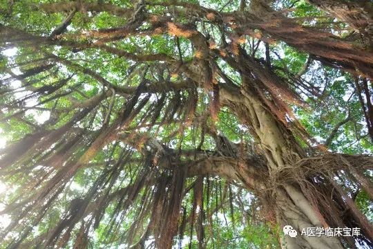 榕树须的功效与作用：流感，百日咳，麻疹不透，扁桃体炎，眼结膜炎，痧气腹痛，风湿骨痛，鼻衄，血淋，跌打损伤