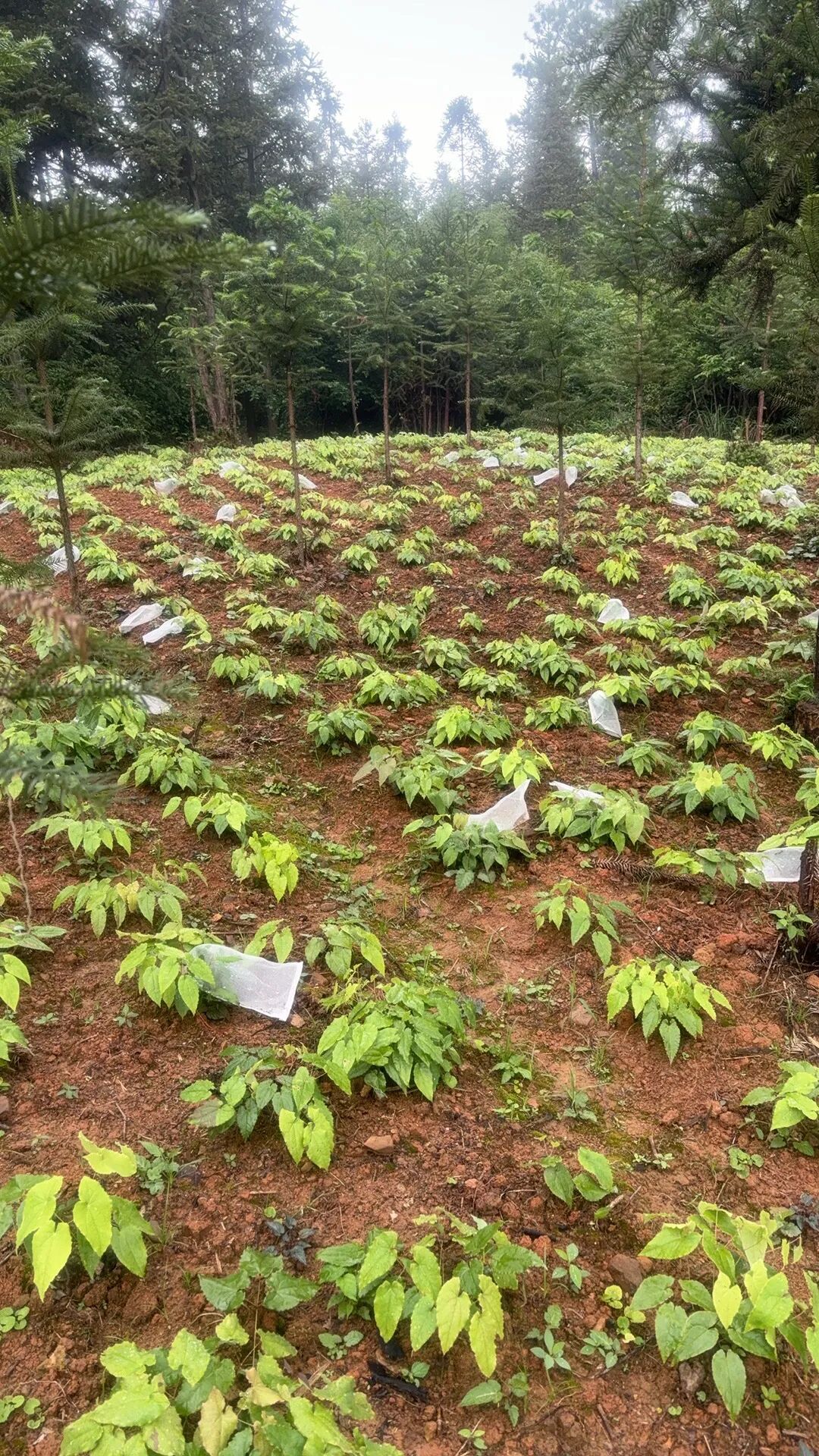 如何判断箭叶淫羊藿植株是否缺肥？
