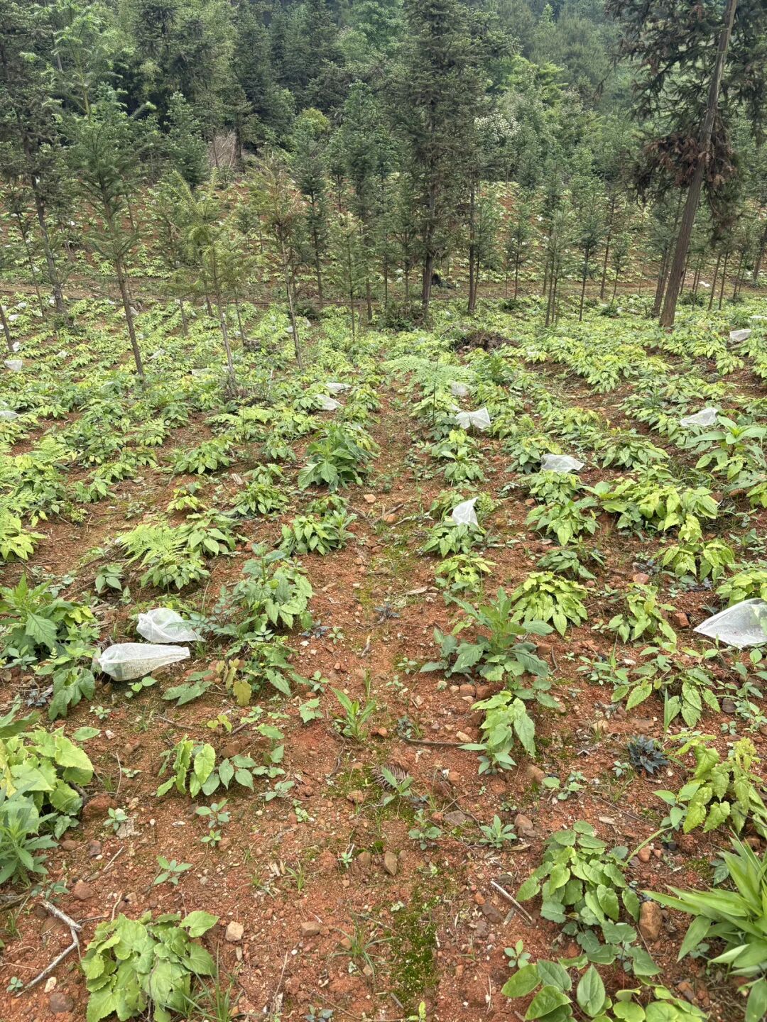 湖南新宁箭叶淫羊藿的采收标准是什么？如何判断叶片是否达到最佳采收期？