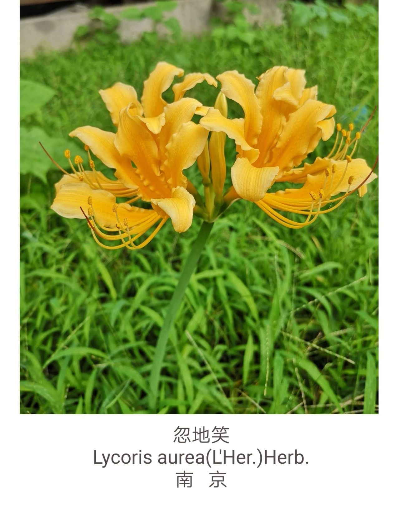 忽地笑lycoris Aurea L Her Herb 石蒜科石蒜属 先花后叶 秋季出叶 叶剑形 花茎高约60厘米 伞形花序有花4 8朵 花 及花丝黄色 花被裂片强度反卷和皱缩 花期8 9月 果期10月 鳞茎卵形 直径约5厘米 可提取加兰他敏 用于治疗小儿麻痹后遗症 依然与花园