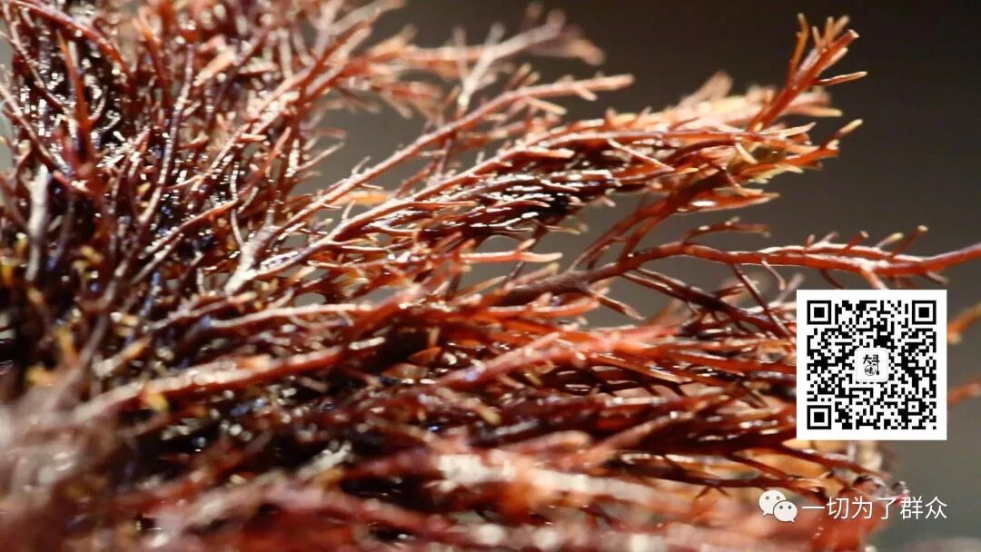 大寻味彭氏菜根香海草冻