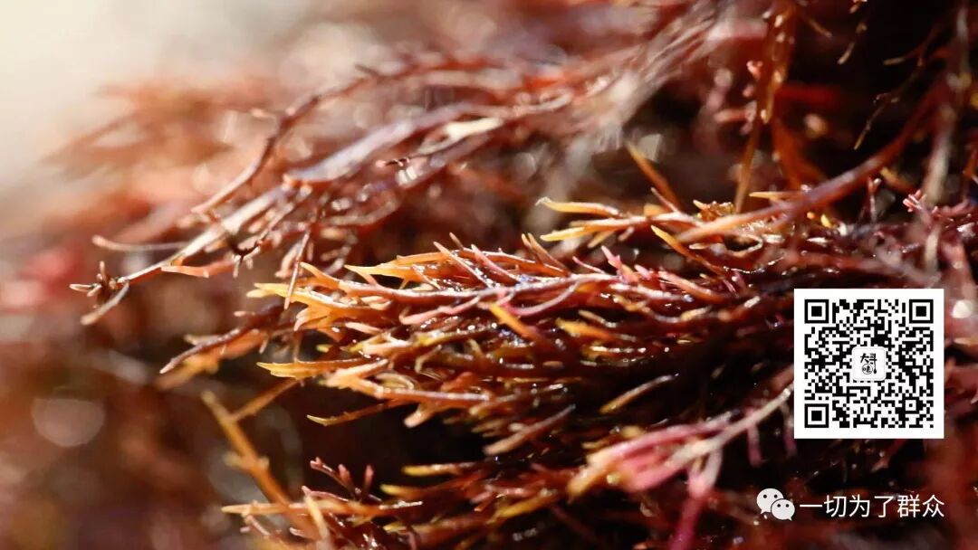 大寻味彭氏菜根香海草冻