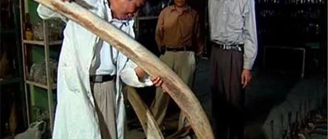 营口“降龙”谜团：骨骼复原接近“真龙”，70年后结论更惊人！