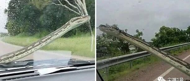 惊险！澳夫妇开车时遇3米长巨蟒爬上挡风玻璃，行驶50公里后脱困