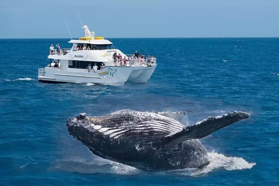 观 鲸 鱼 /即便如此,海龟的存活率依然很低在这里快乐的成长帮助它们