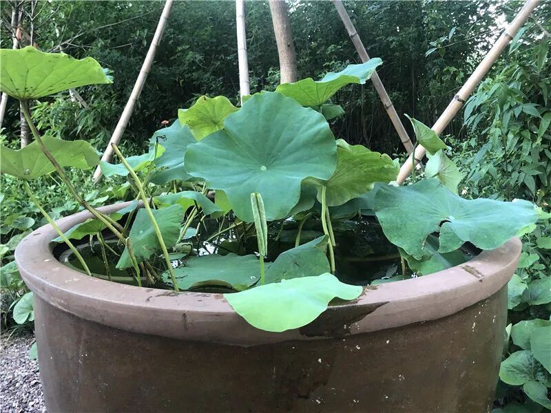 玲珑传说官网下载,玲珑传说官网首页