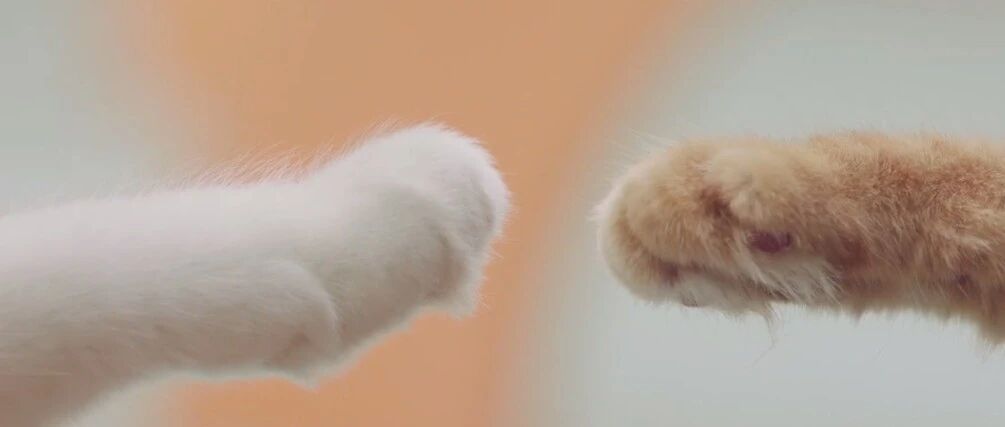 滴滴被猫入侵了？这支猫片有点萌！