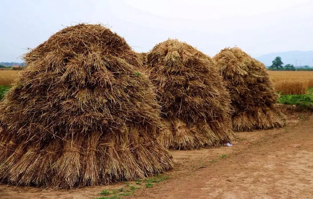 小园地|童年欢乐多,莫负小时光