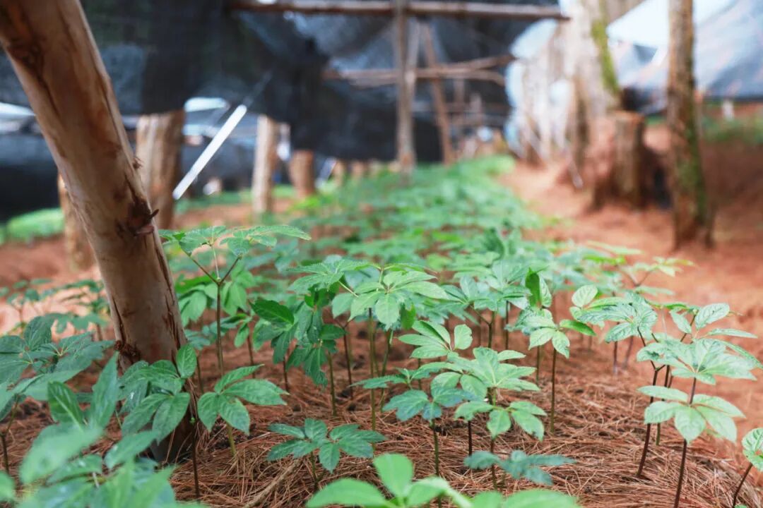 中国工程院党组书记、院长李晓红一行赴澜沧云辉酒业调研，云辉酒业当天正式投产