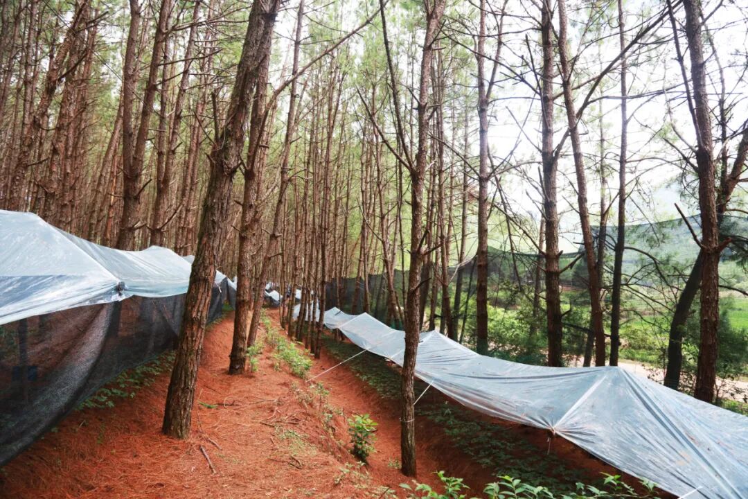 中国工程院党组书记、院长李晓红一行赴澜沧云辉酒业调研，云辉酒业当天正式投产