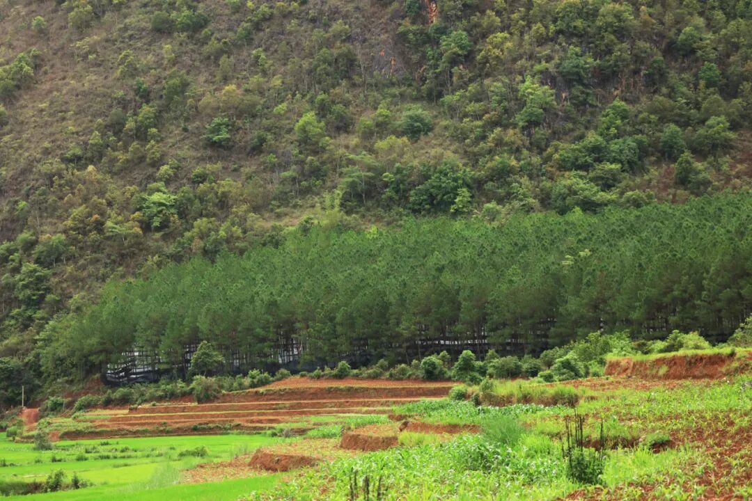 中国工程院党组书记、院长李晓红一行赴澜沧云辉酒业调研，云辉酒业当天正式投产