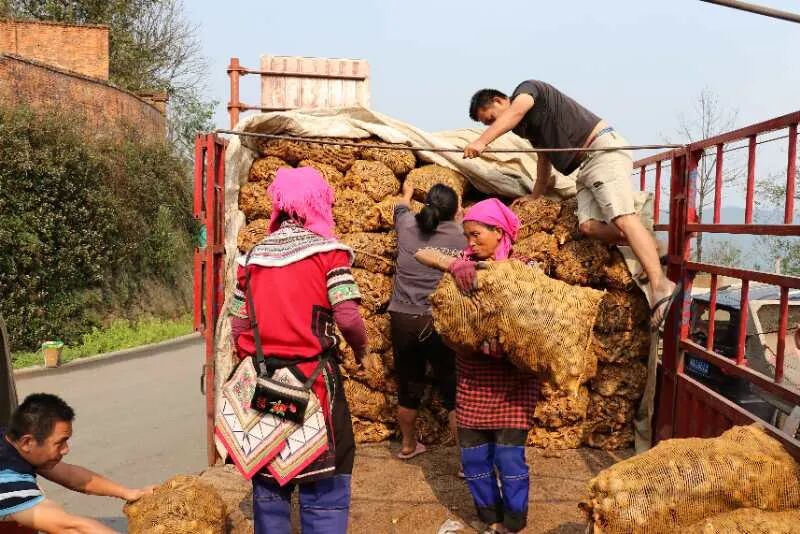 云南省委副书记王予波莅临元阳梯田云视察指导，助力云品出滇